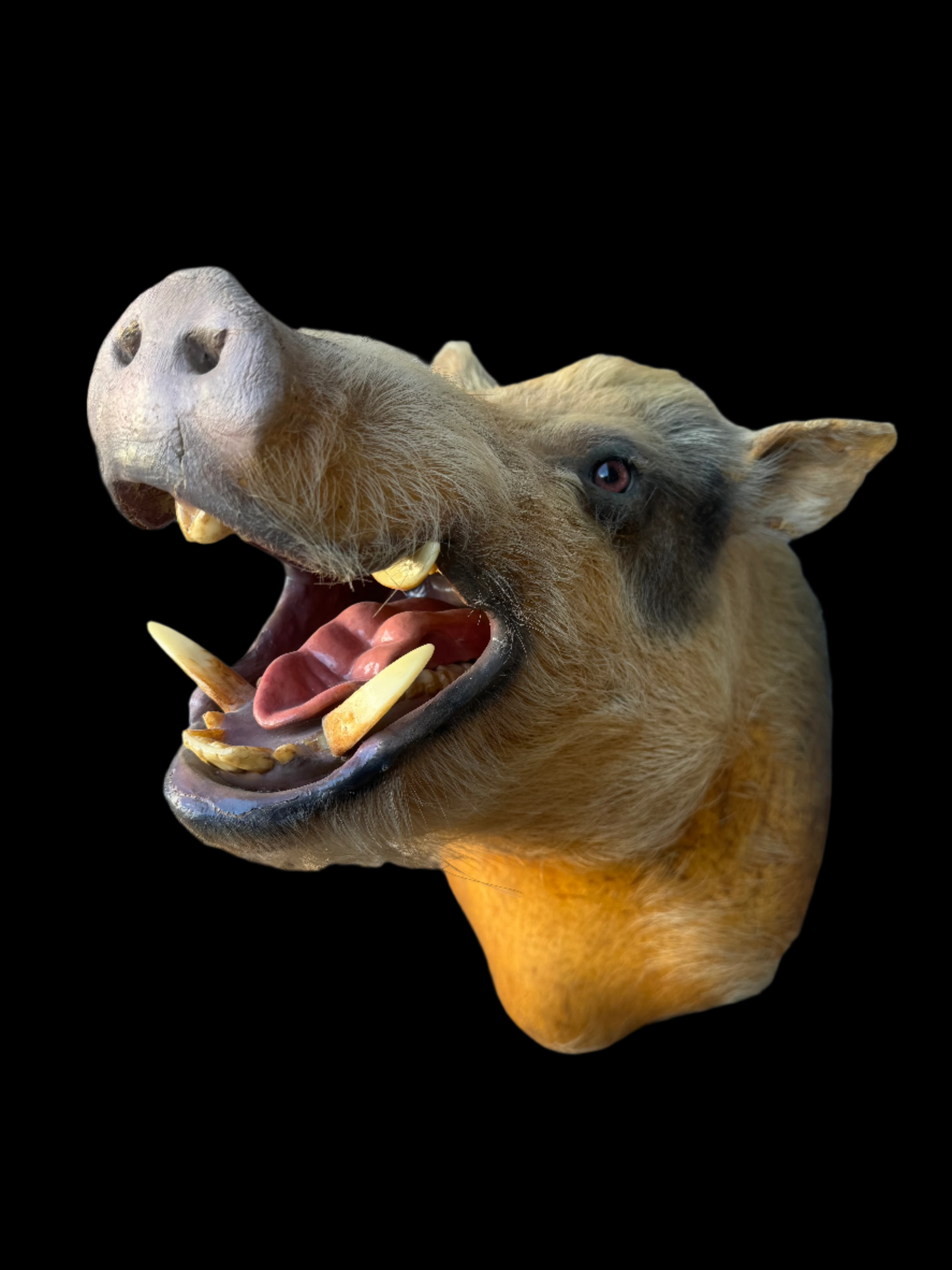 Boar Mount