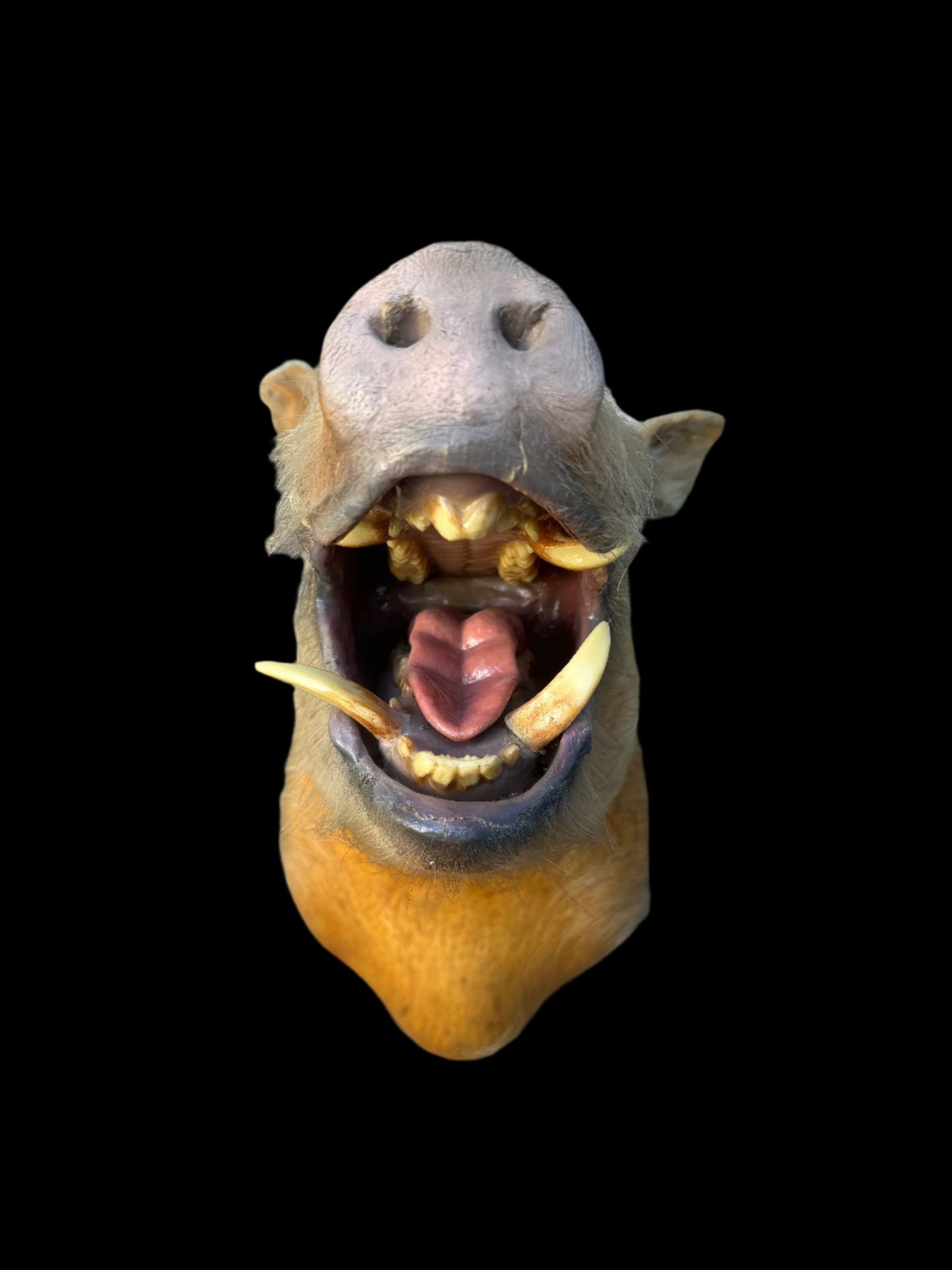 Boar Mount