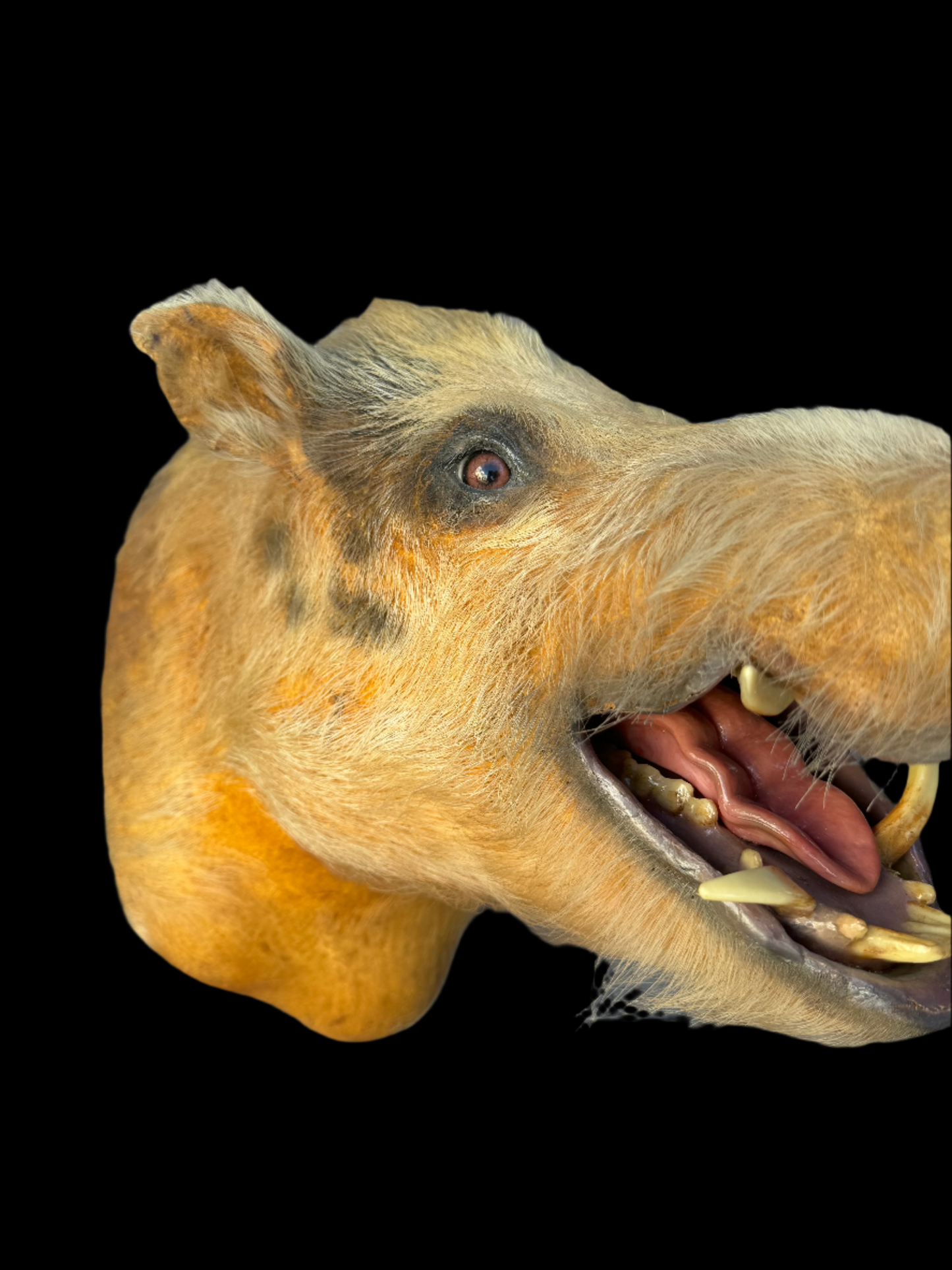 Boar Mount