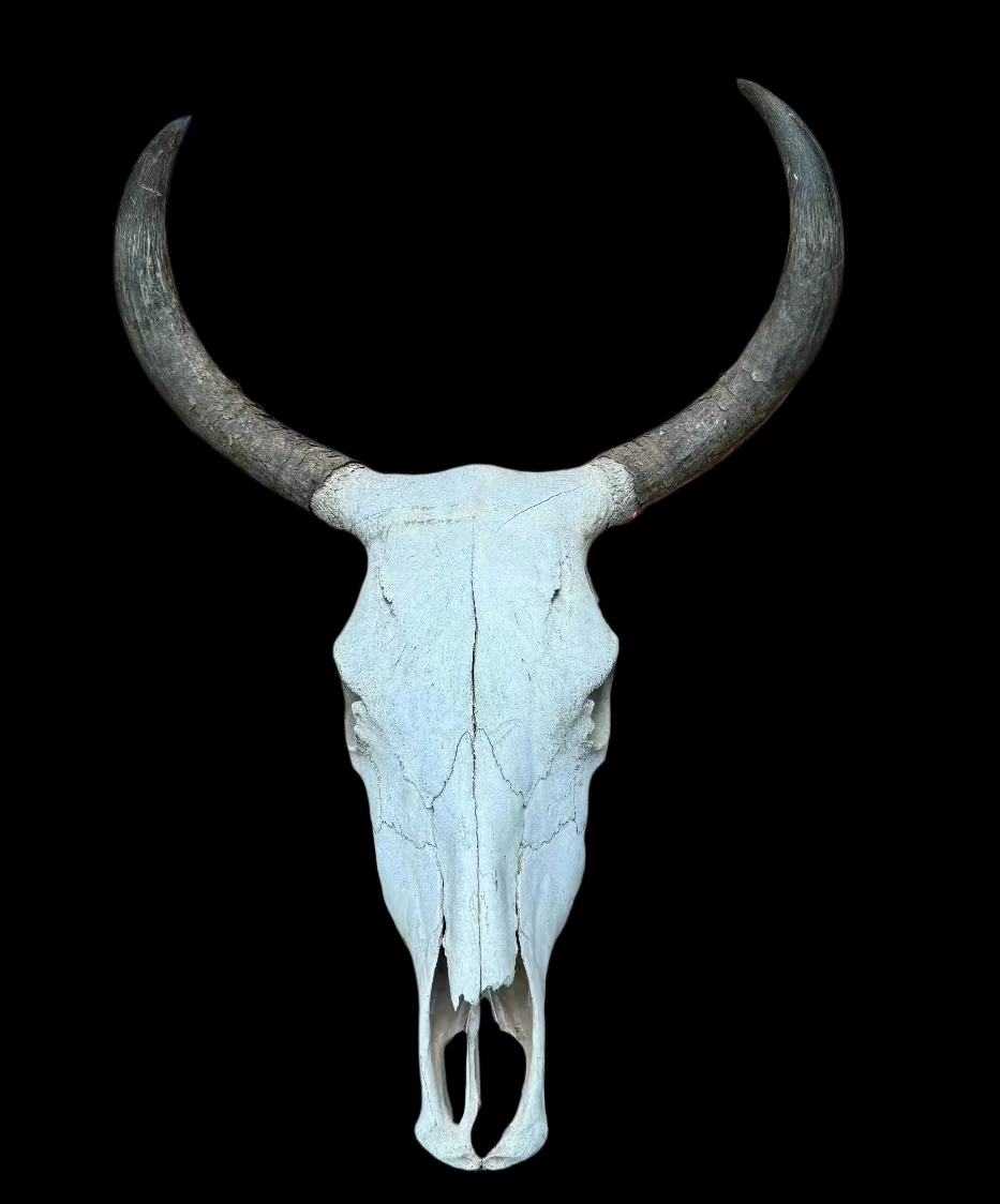 Bull Skull