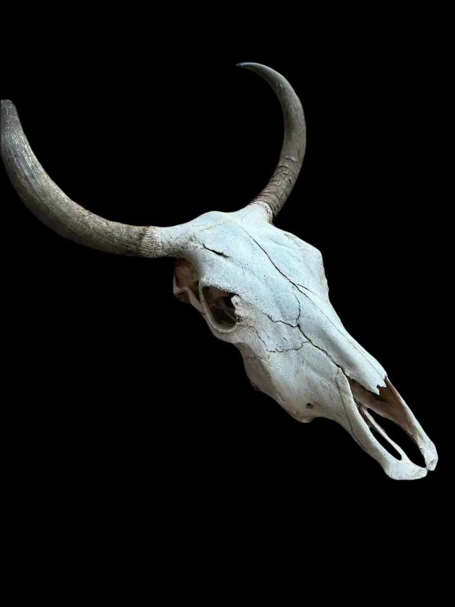 Bull Skull