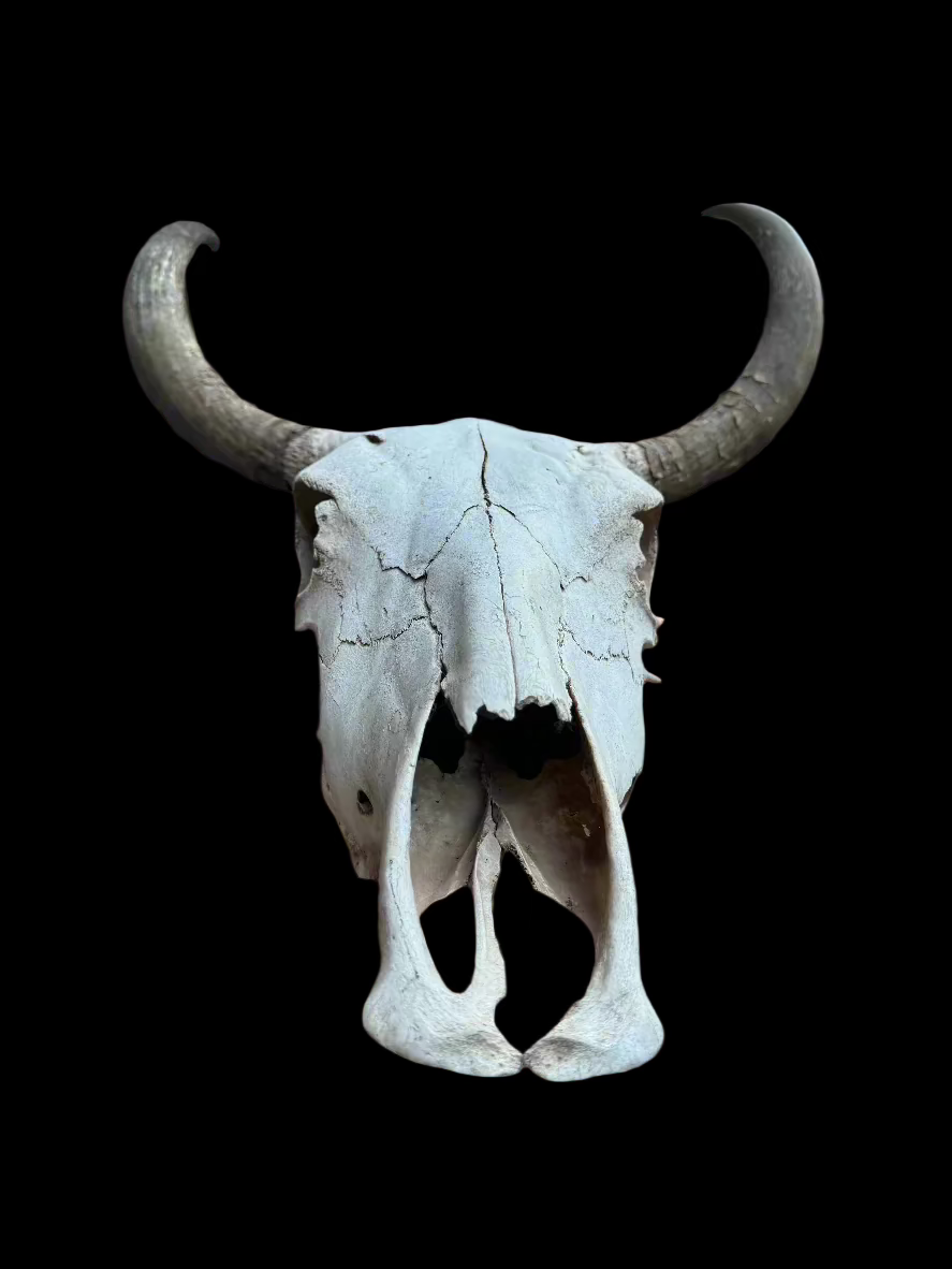 Bull Skull
