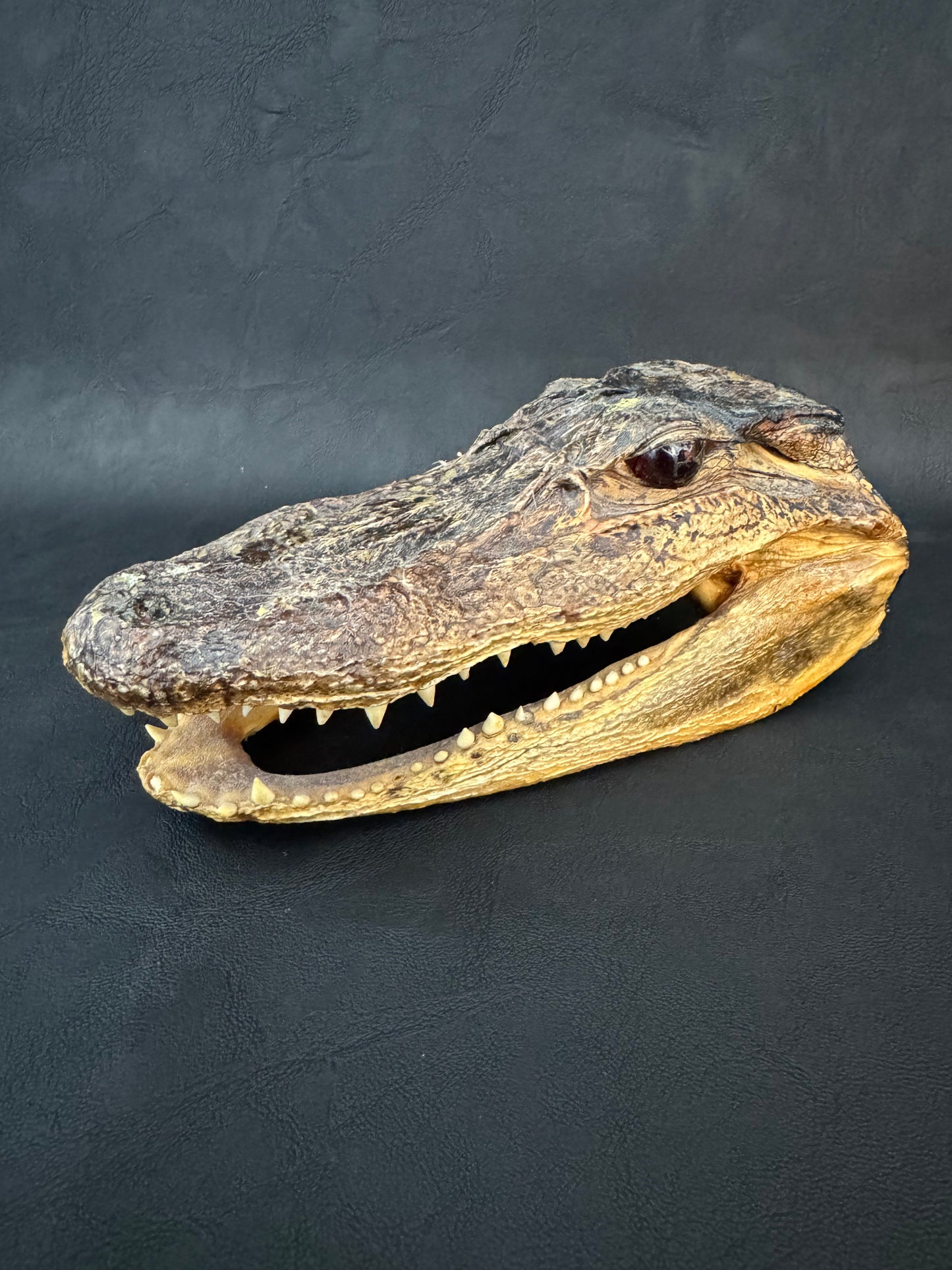 Alligator Head