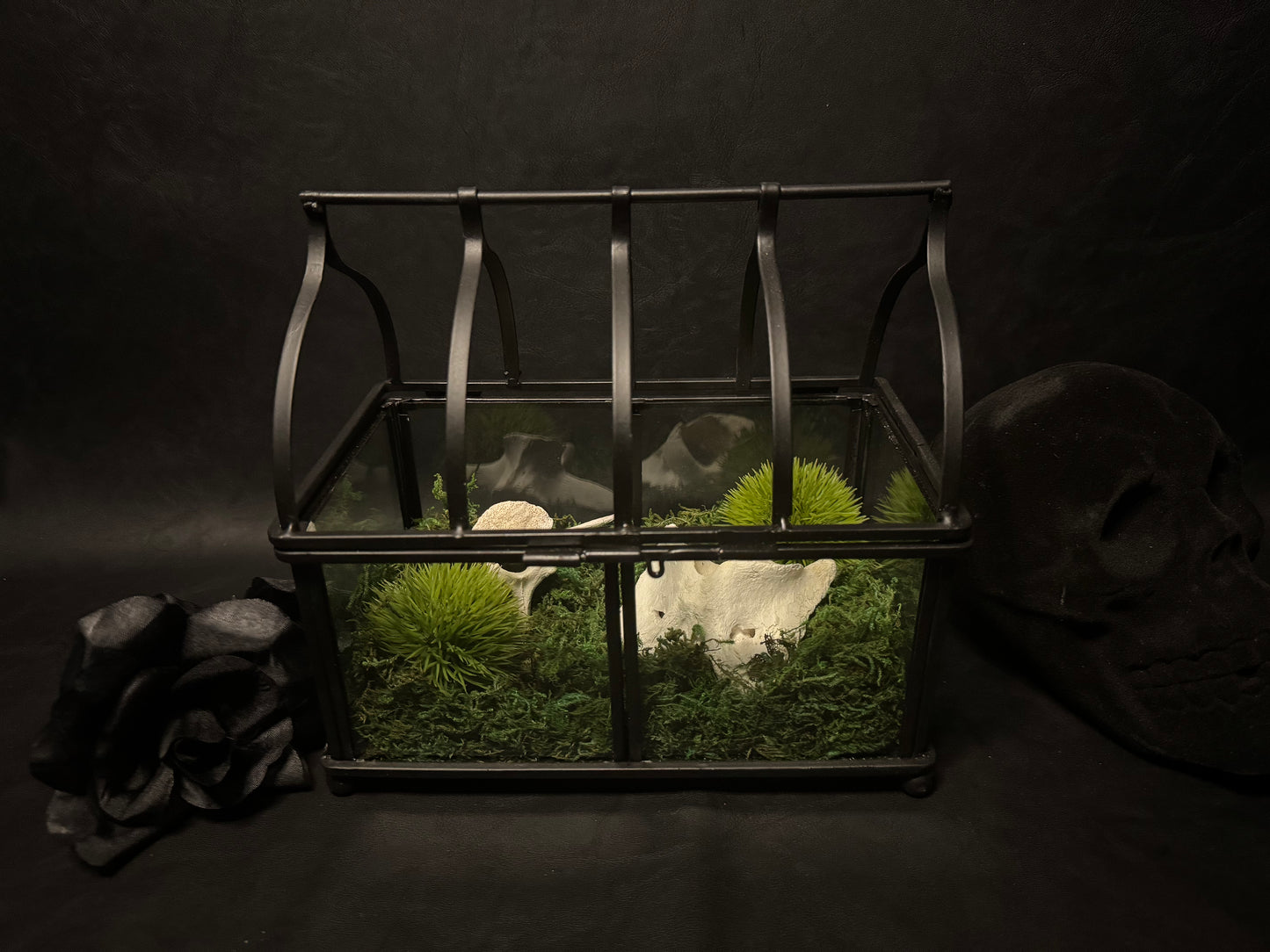 Vertebrae Terrarium