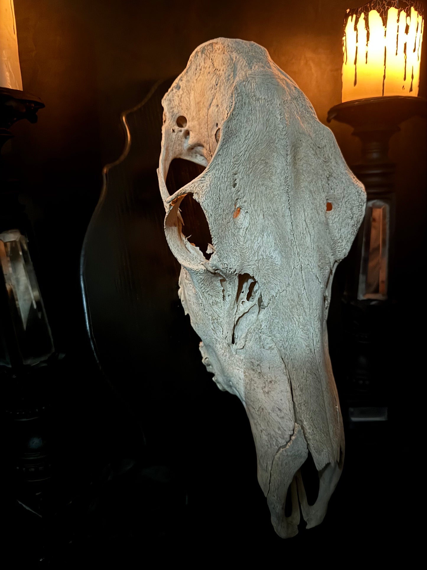 Cow Elk Skull