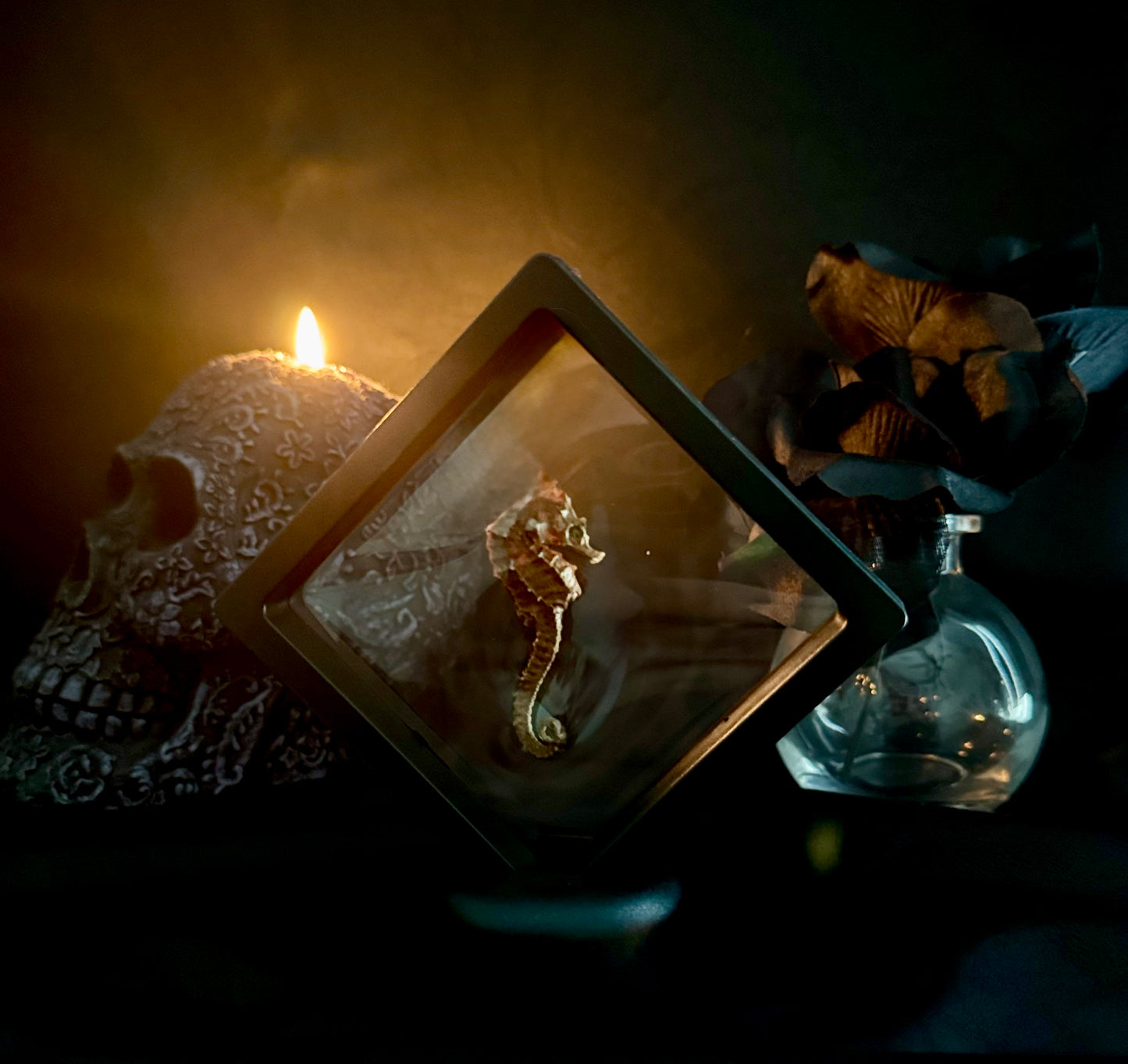 Mummified Sea Horse in Floating Frame