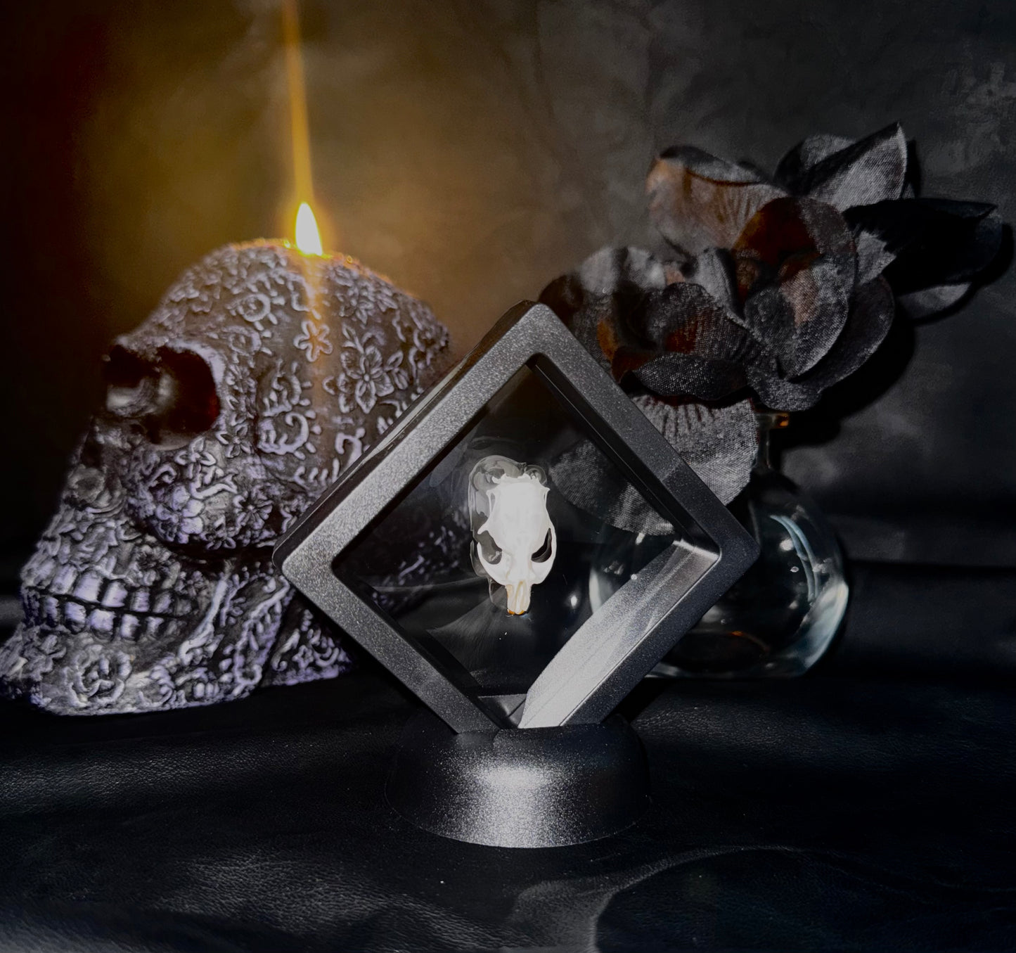 Small Rodent Skull in Floating Frame