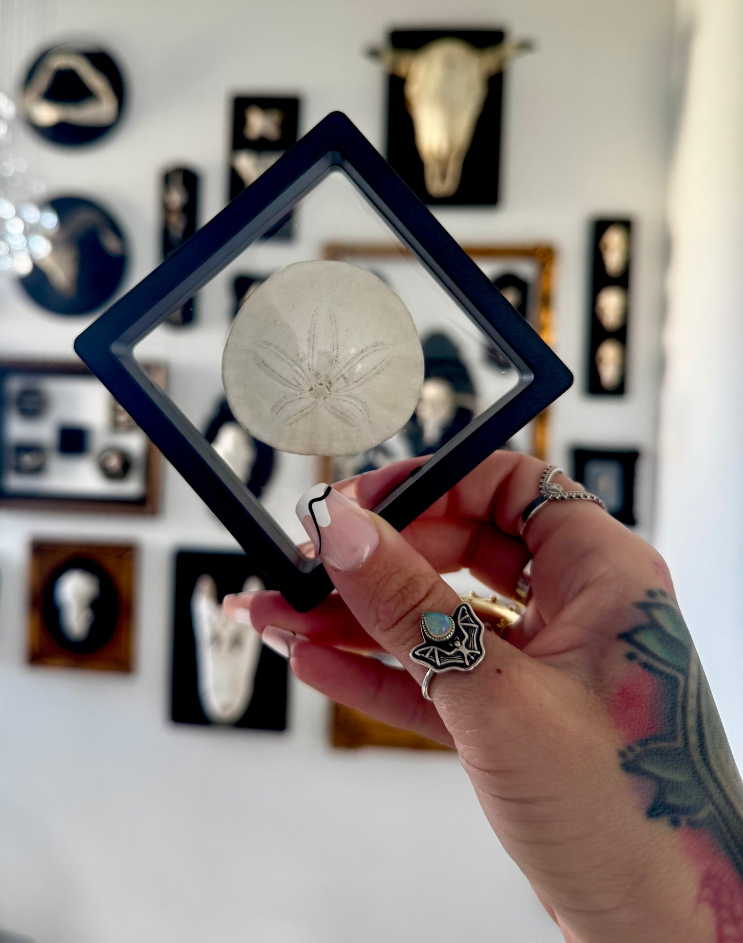 Sand Dollar Floating Frame #1