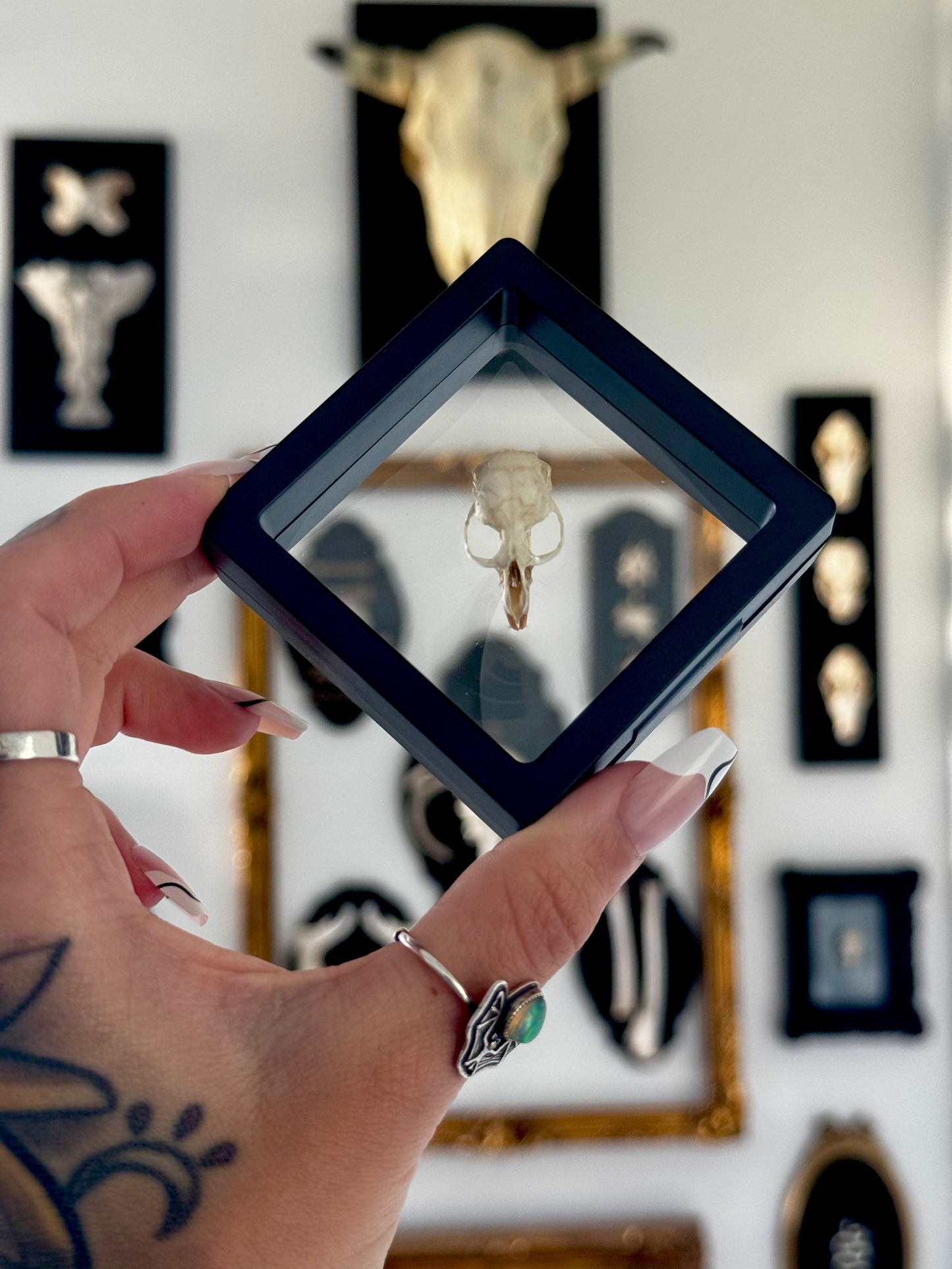 Small Rodent Skull in Floating Frame