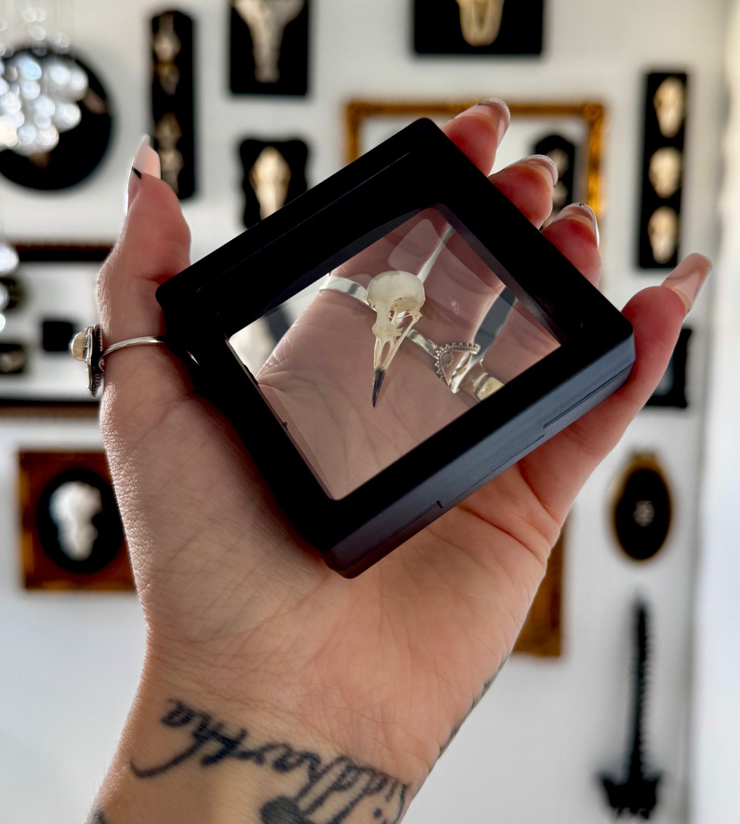 Small Bird Skull in Floating Frame