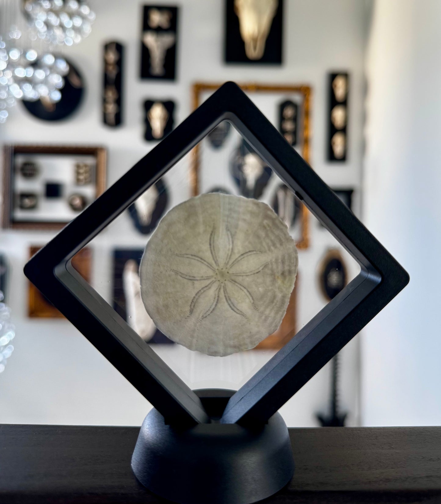 Sand Dollar Floating Frame #2