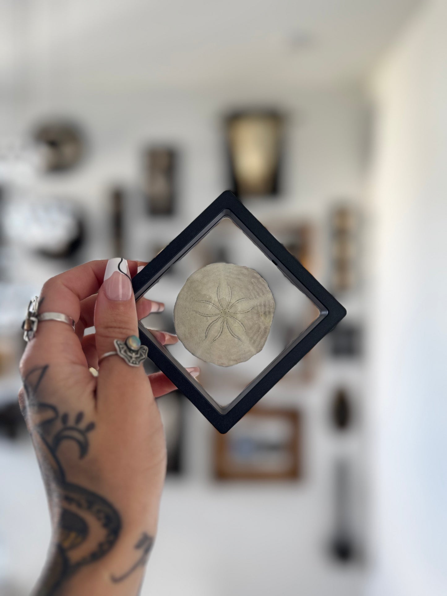 Sand Dollar Floating Frame #2