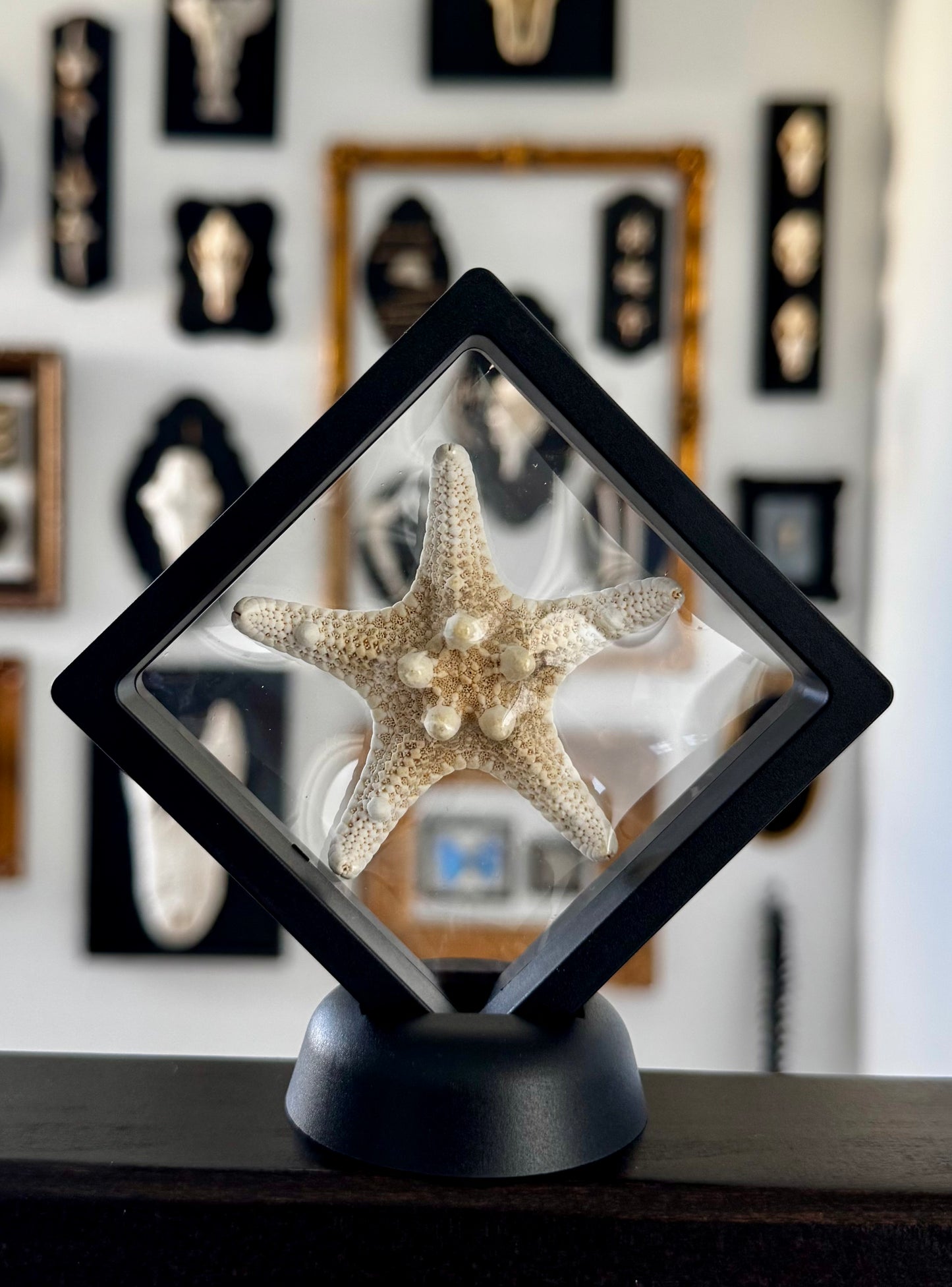 Large Starfish in Floating Frame