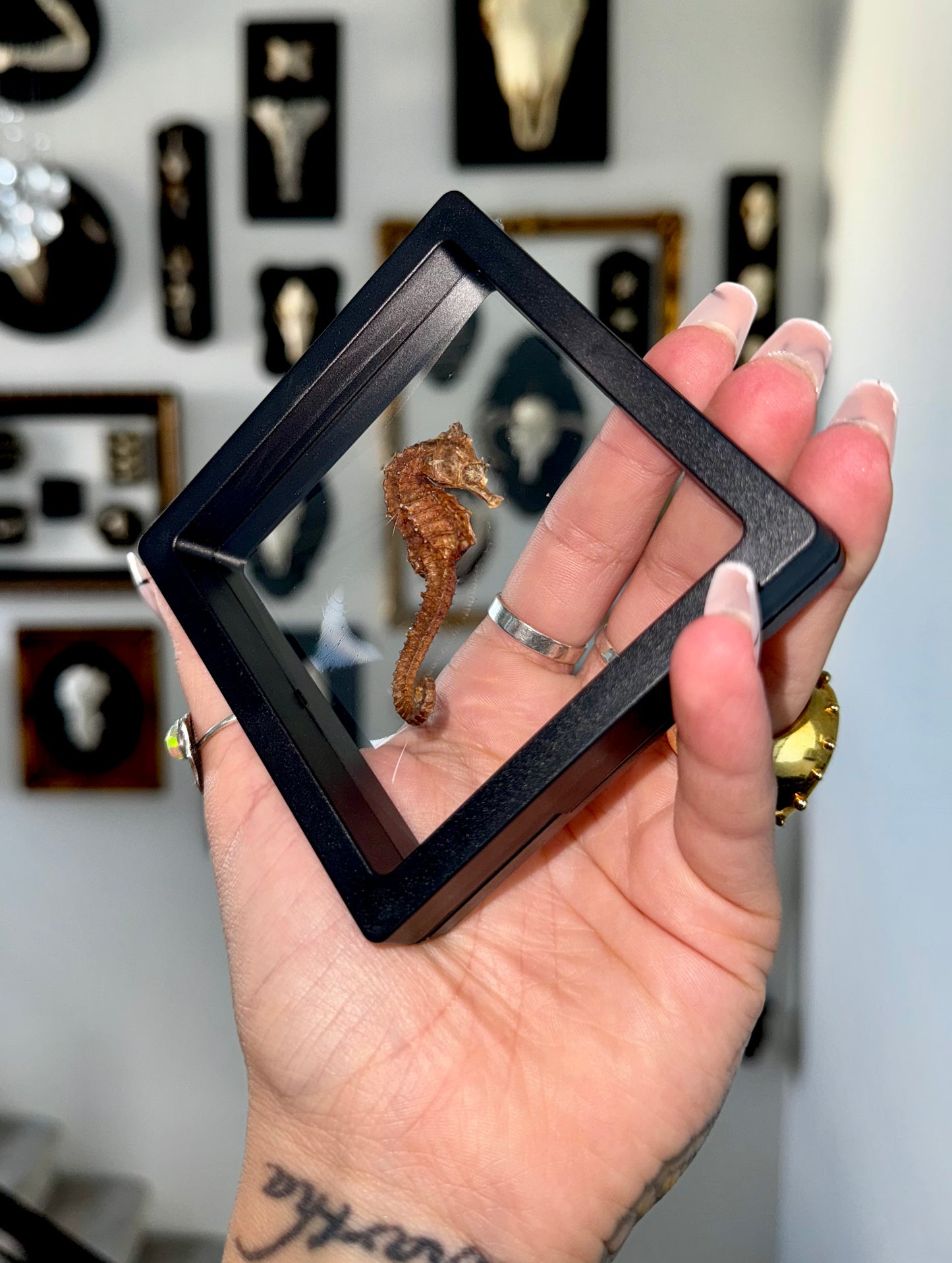 Mummified Sea Horse in Floating Frame