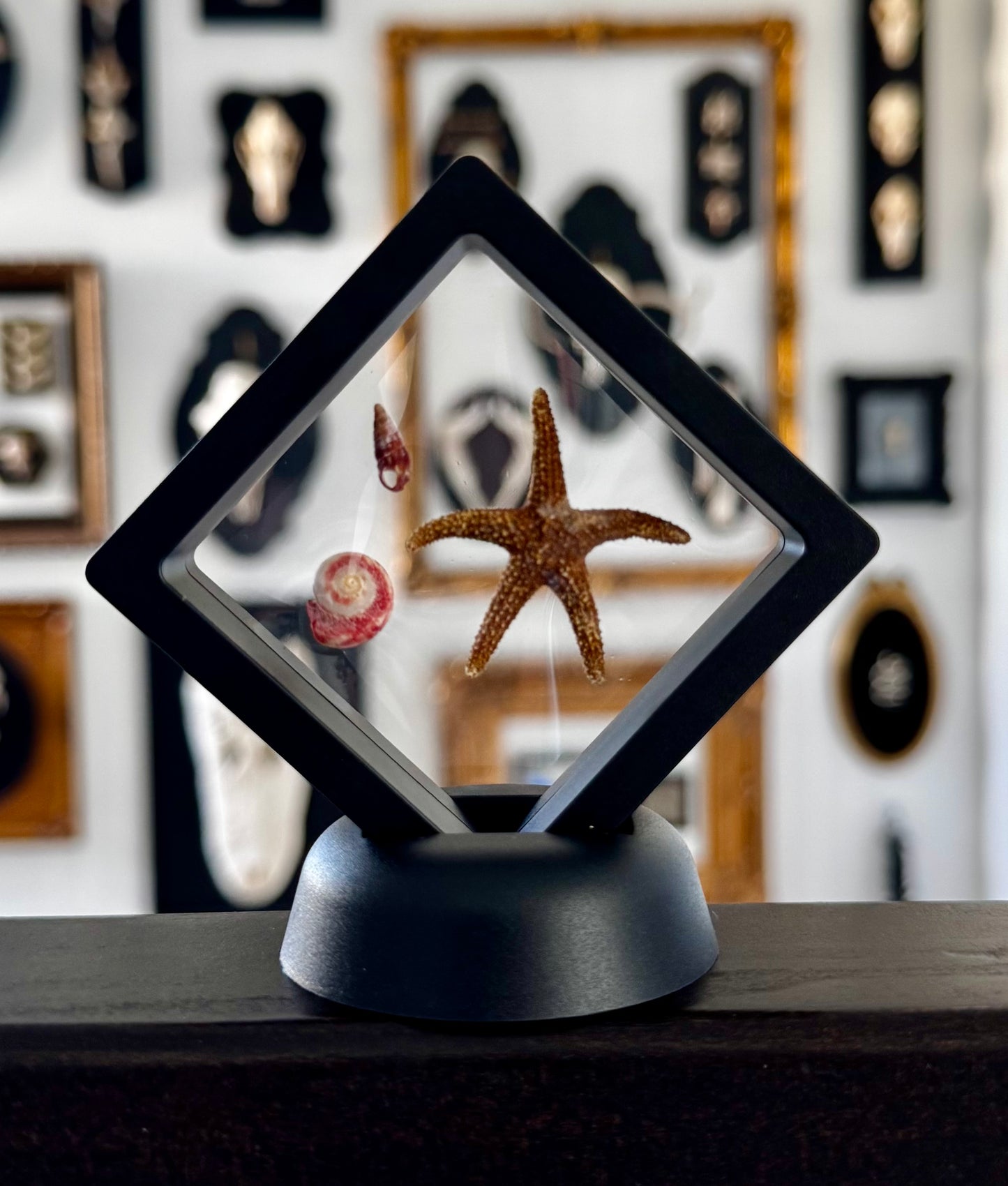 Small Sea Life Floating Frame #1