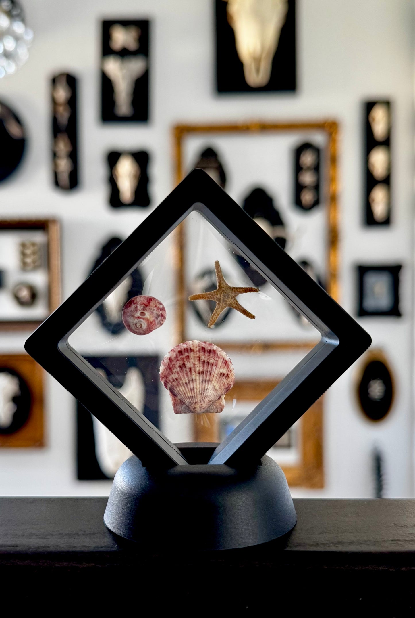 Small Sea Life Floating Frame #2