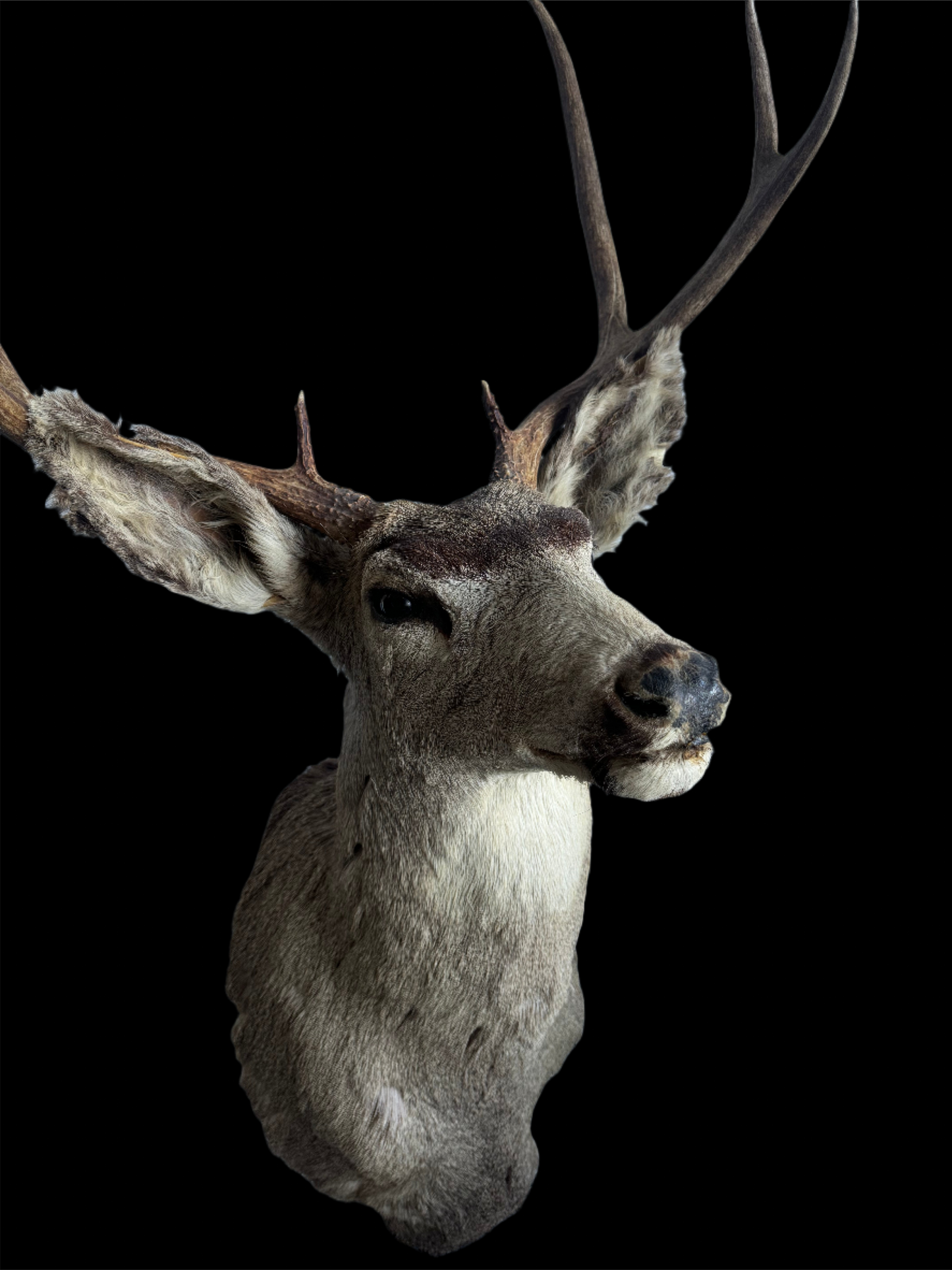 Deer Shoulder Mount