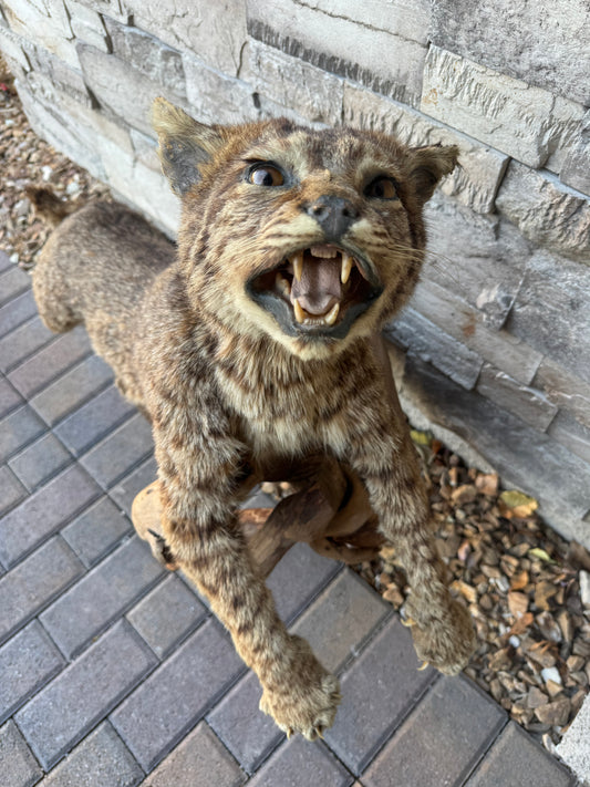 Bobcat Mount