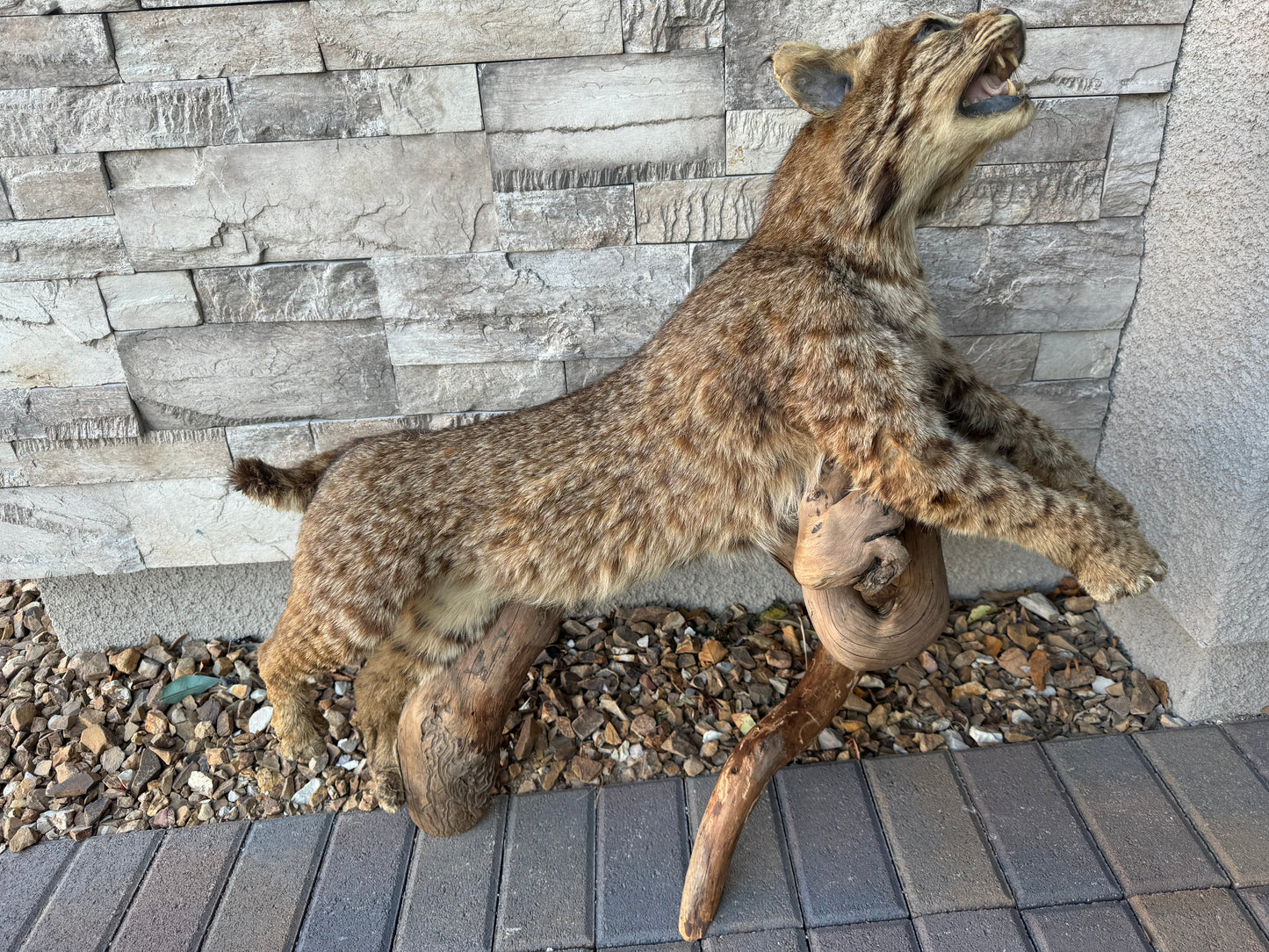 Bobcat Mount