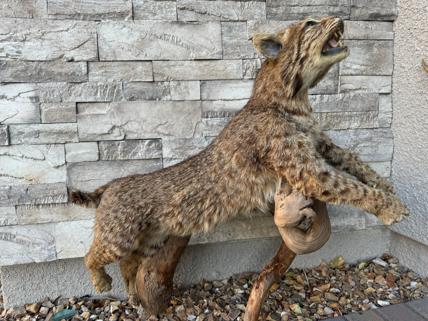 Bobcat Mount