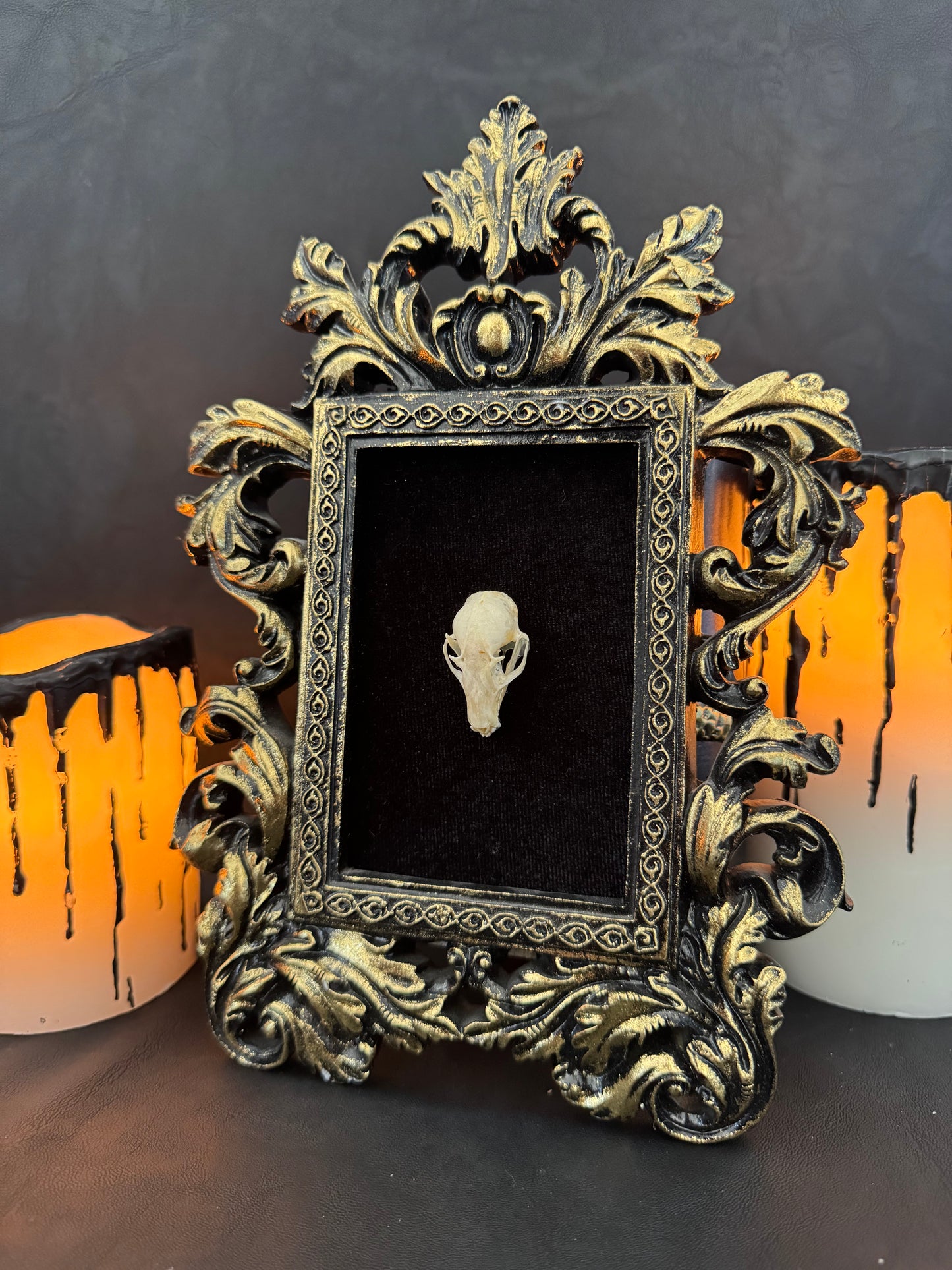 Framed Bat Skull