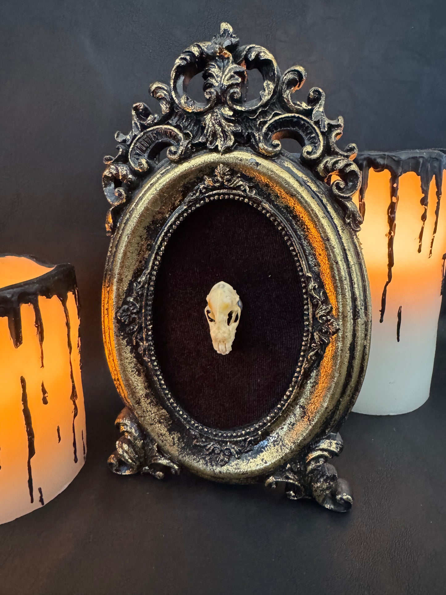 Framed Bat Skull