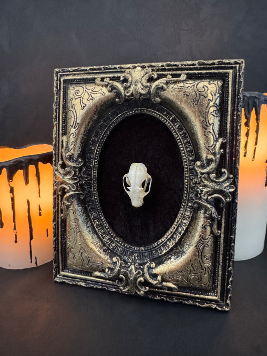 Framed Bat Skull