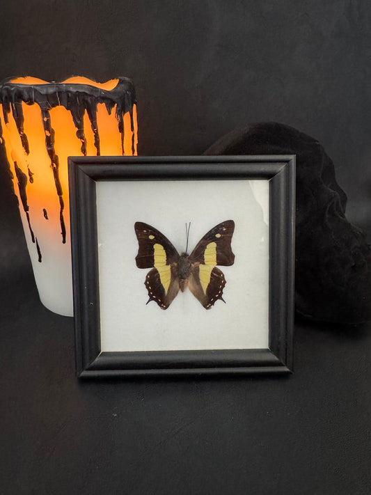 Butterfly Mount