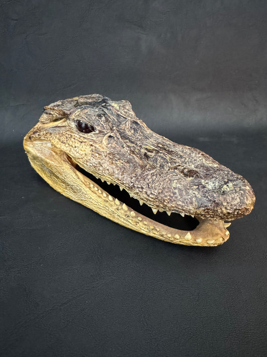 Alligator Head