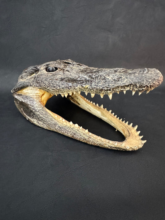 Alligator Head