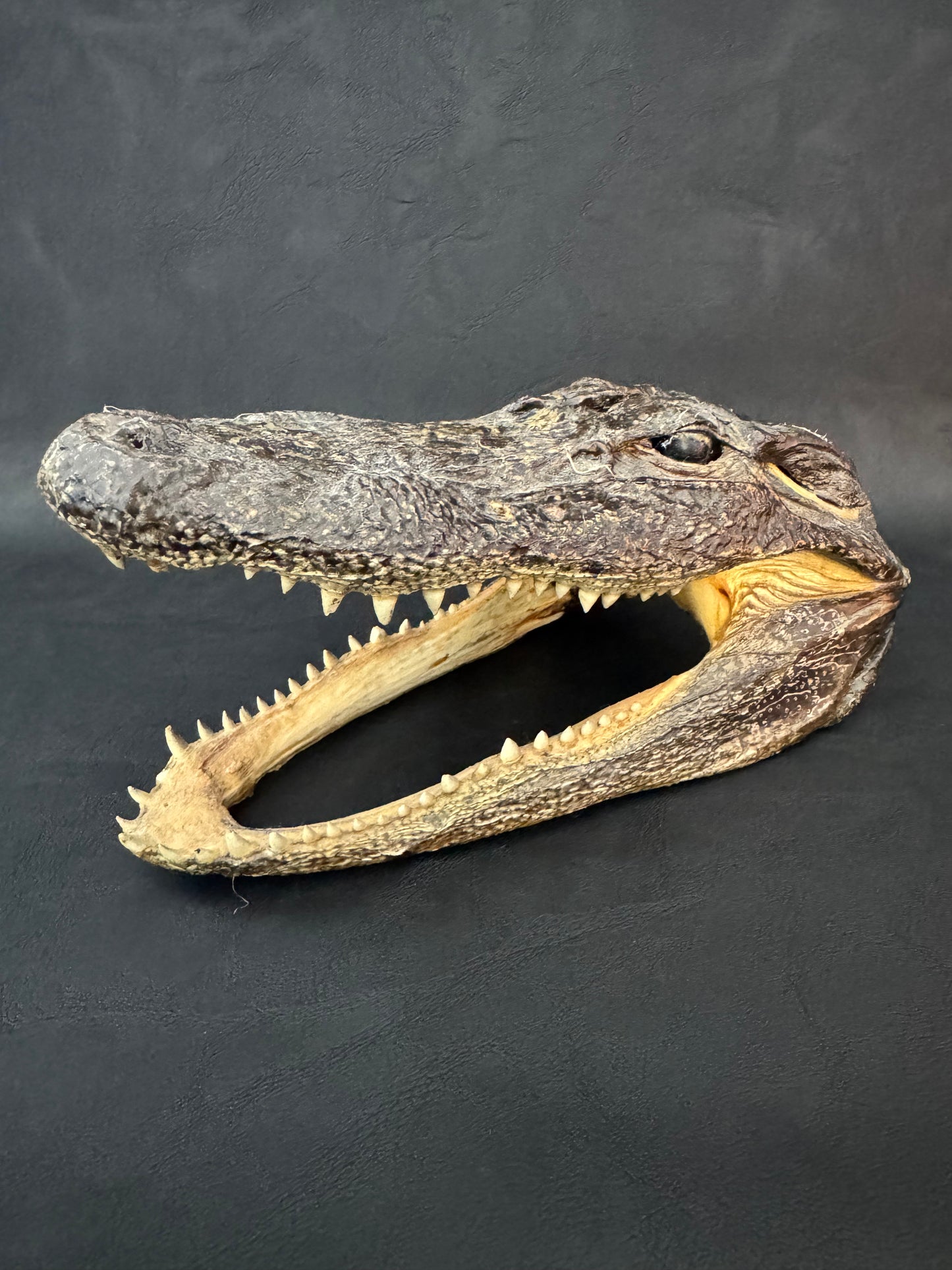 Alligator Head