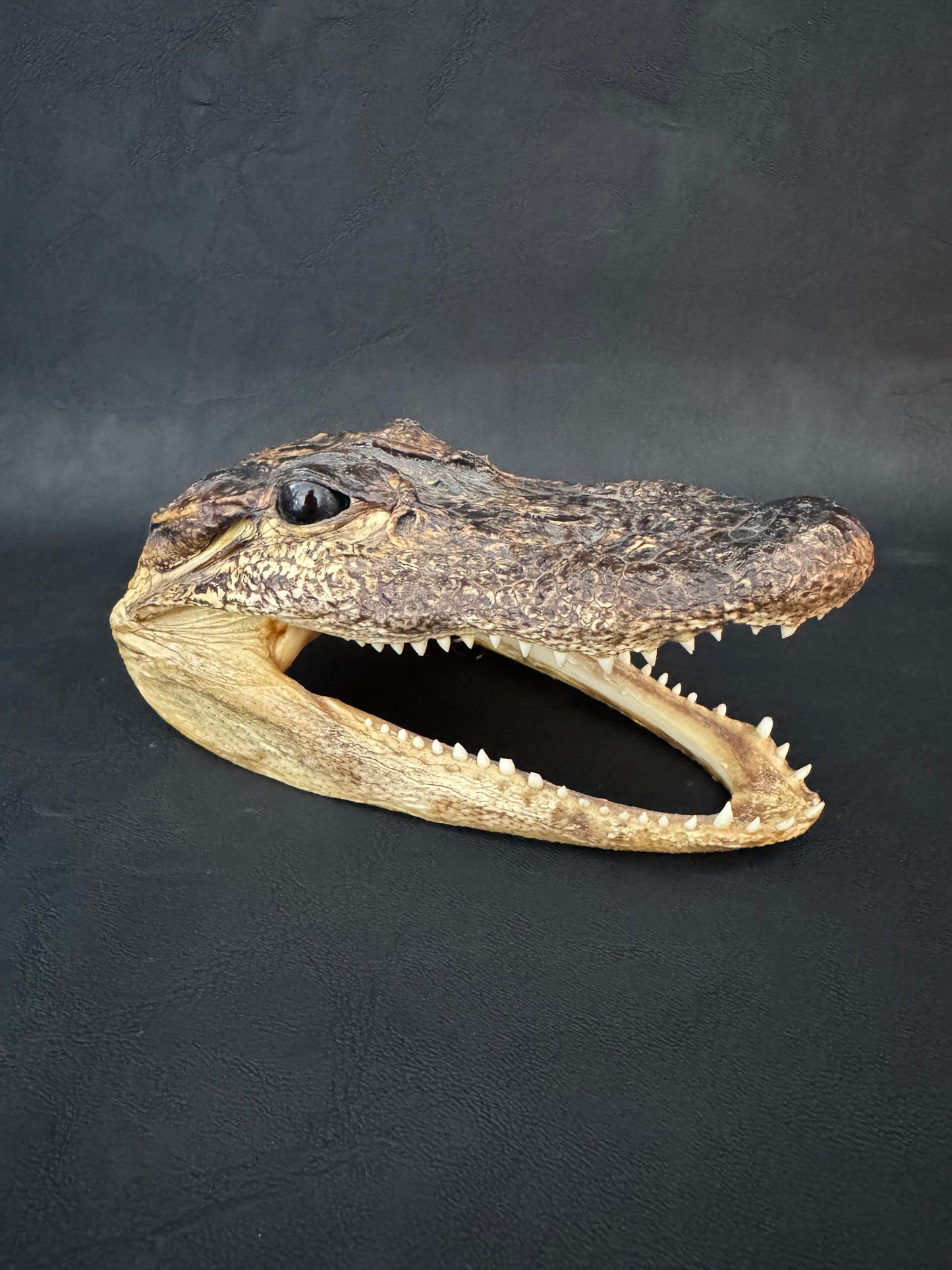 Alligator Head