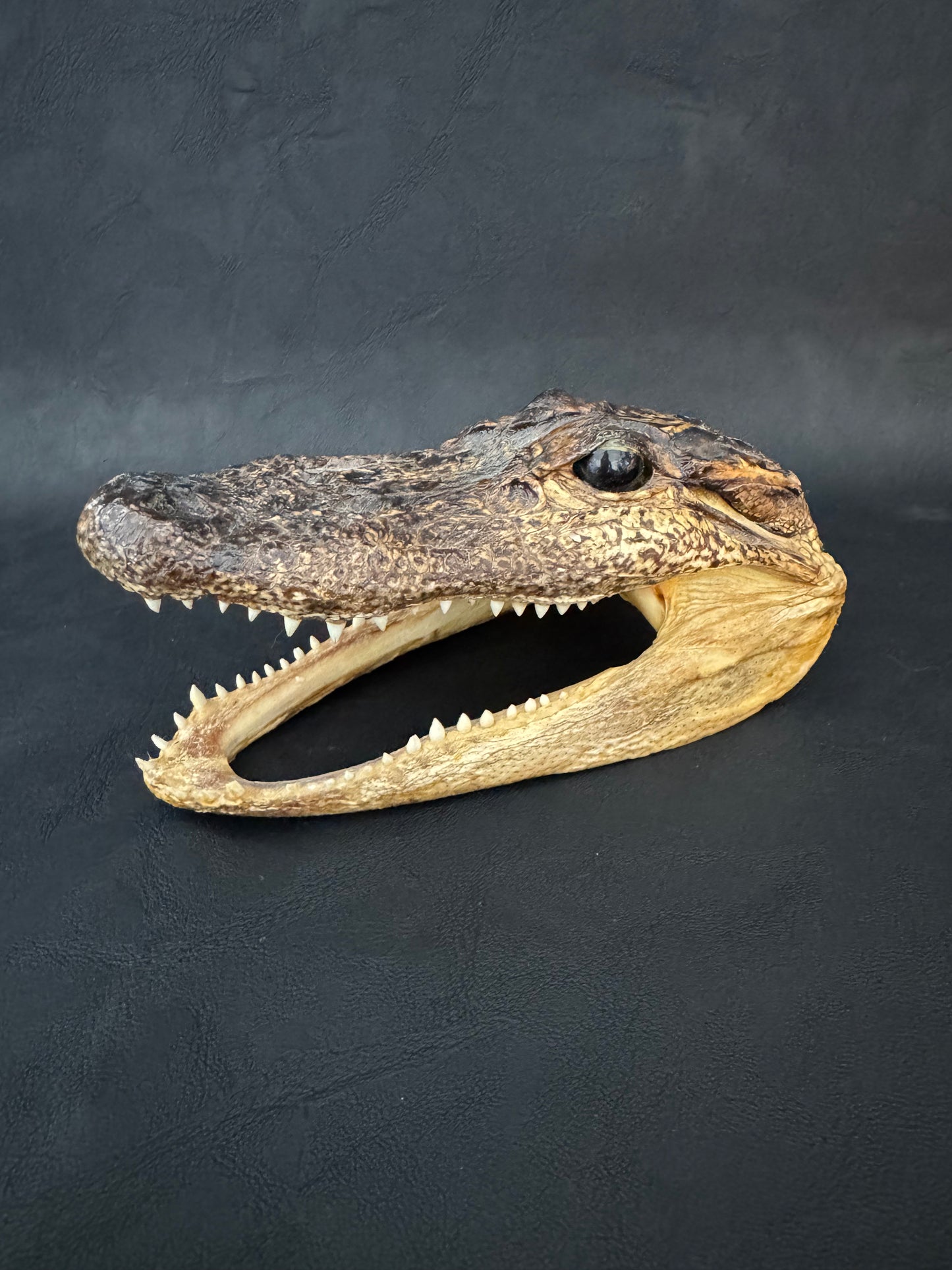 Alligator Head