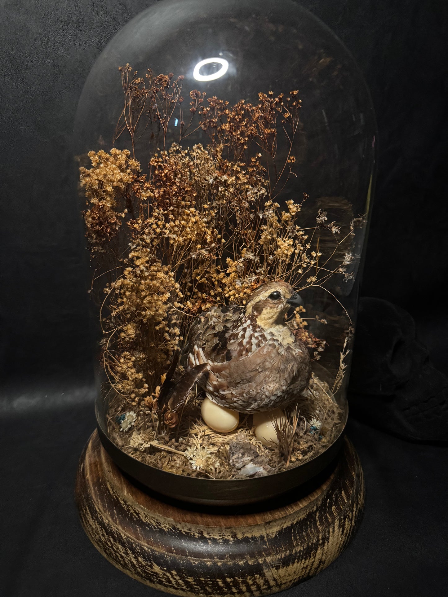 Vintage Taxidermy