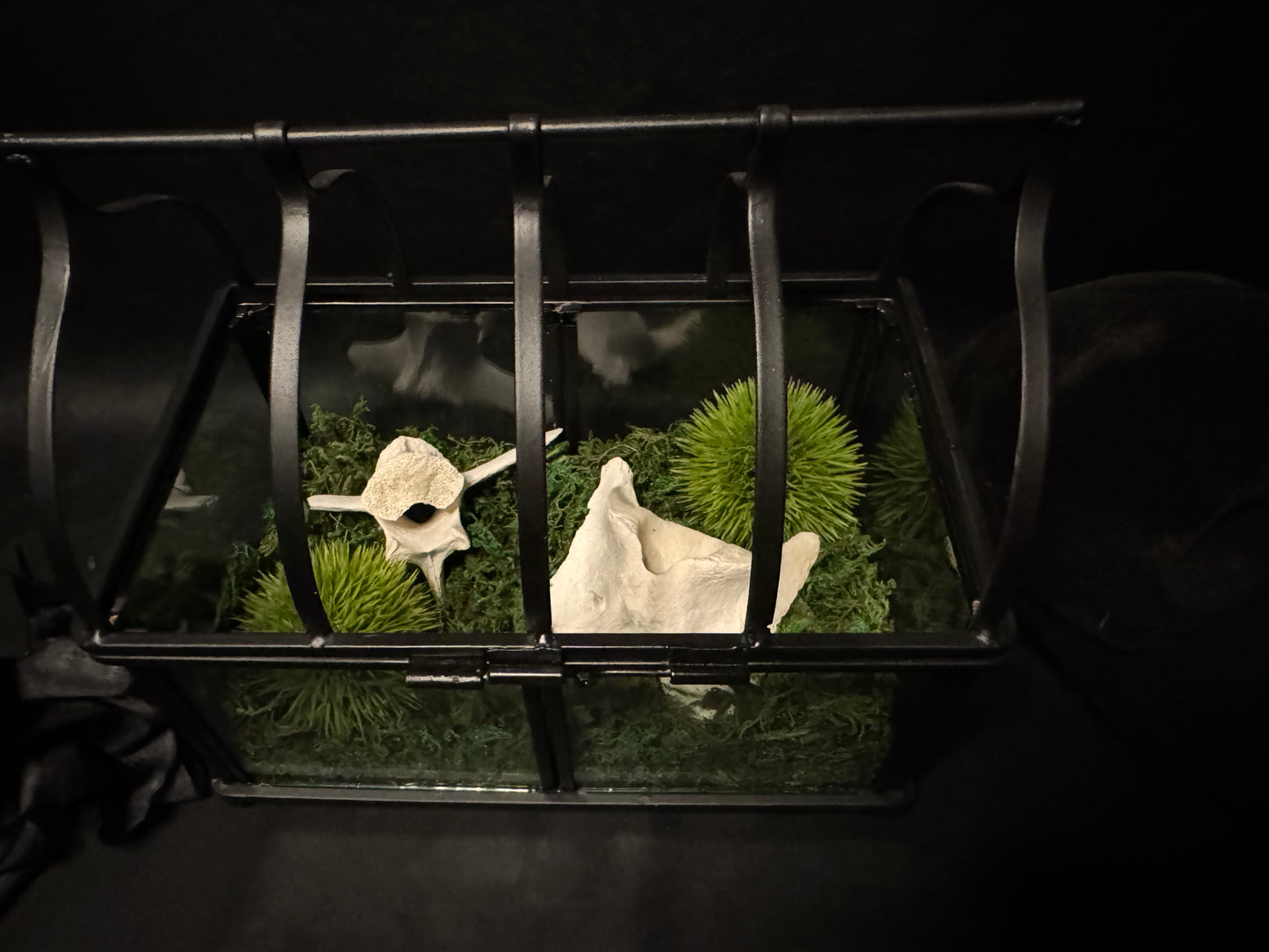 Vertebrae Terrarium