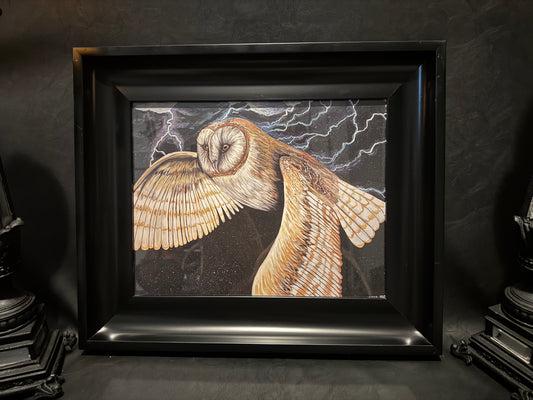 Barn Owl Storm