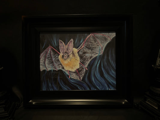 Long Ear Bat