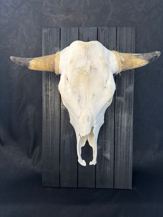 Steer Skull