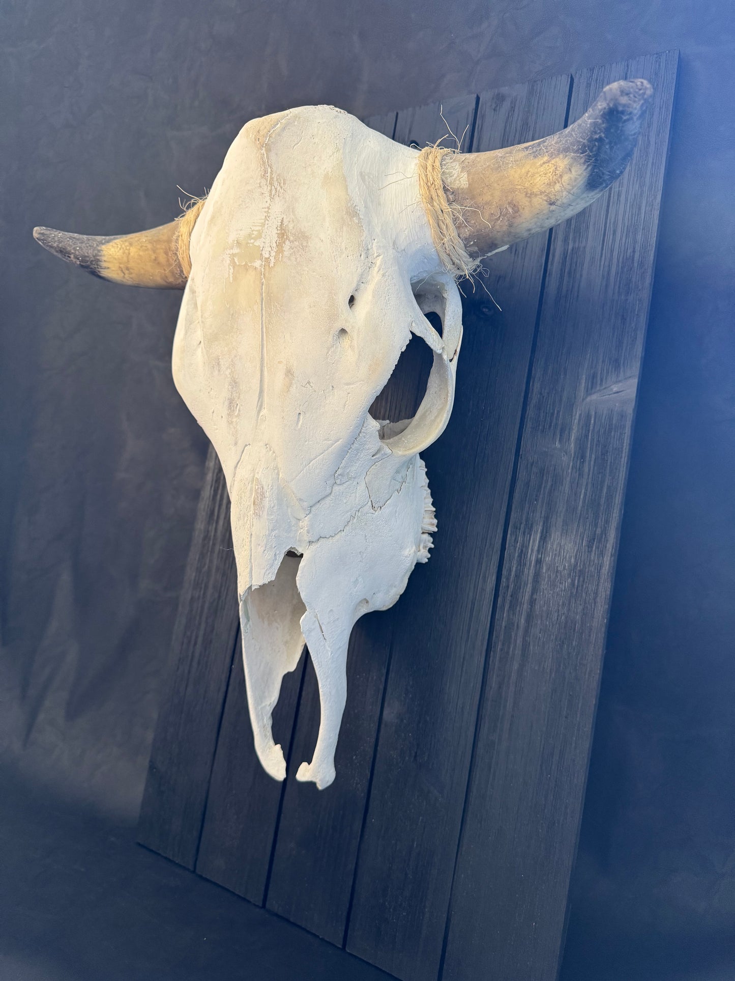 Steer Skull