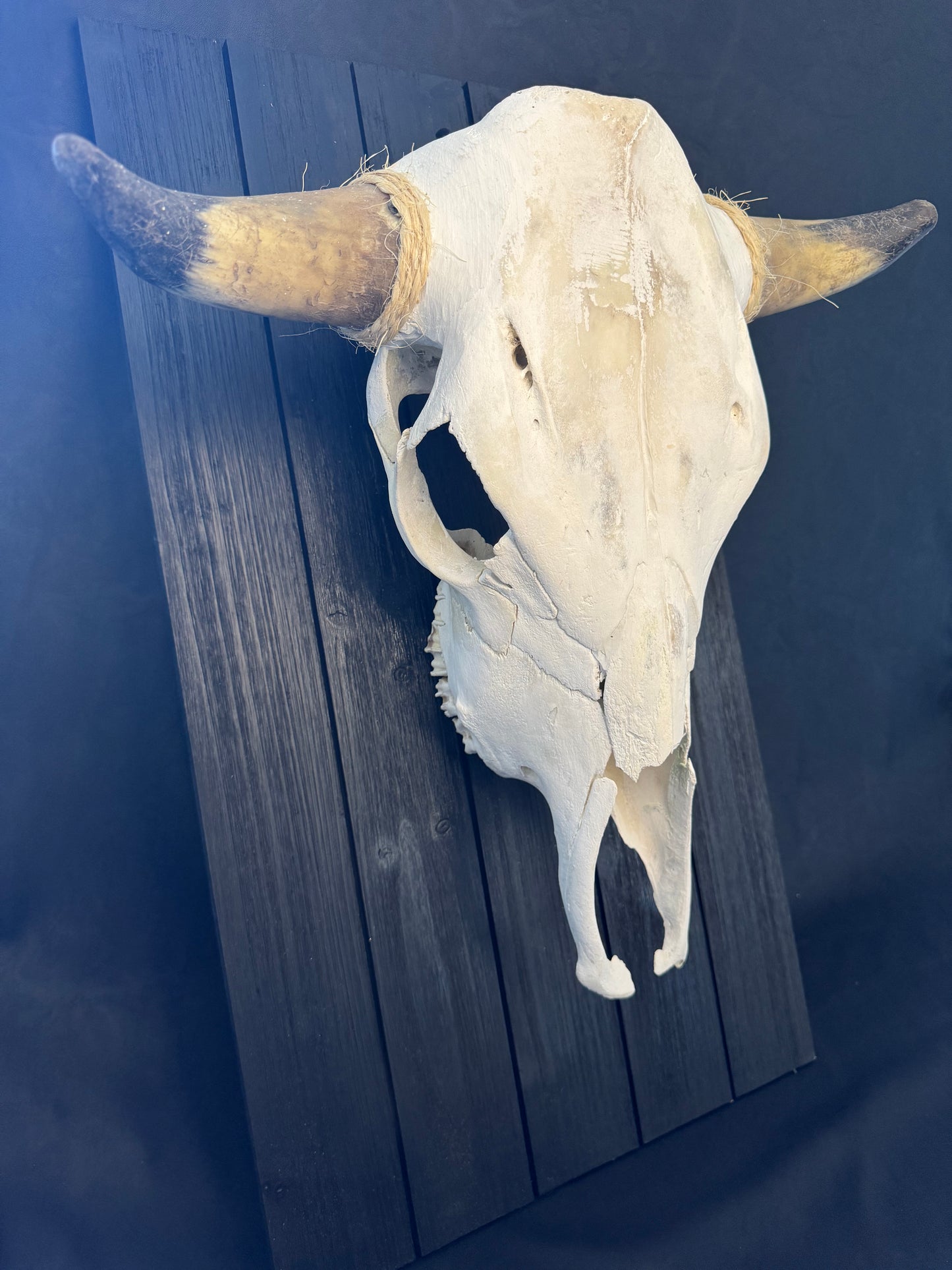 Steer Skull