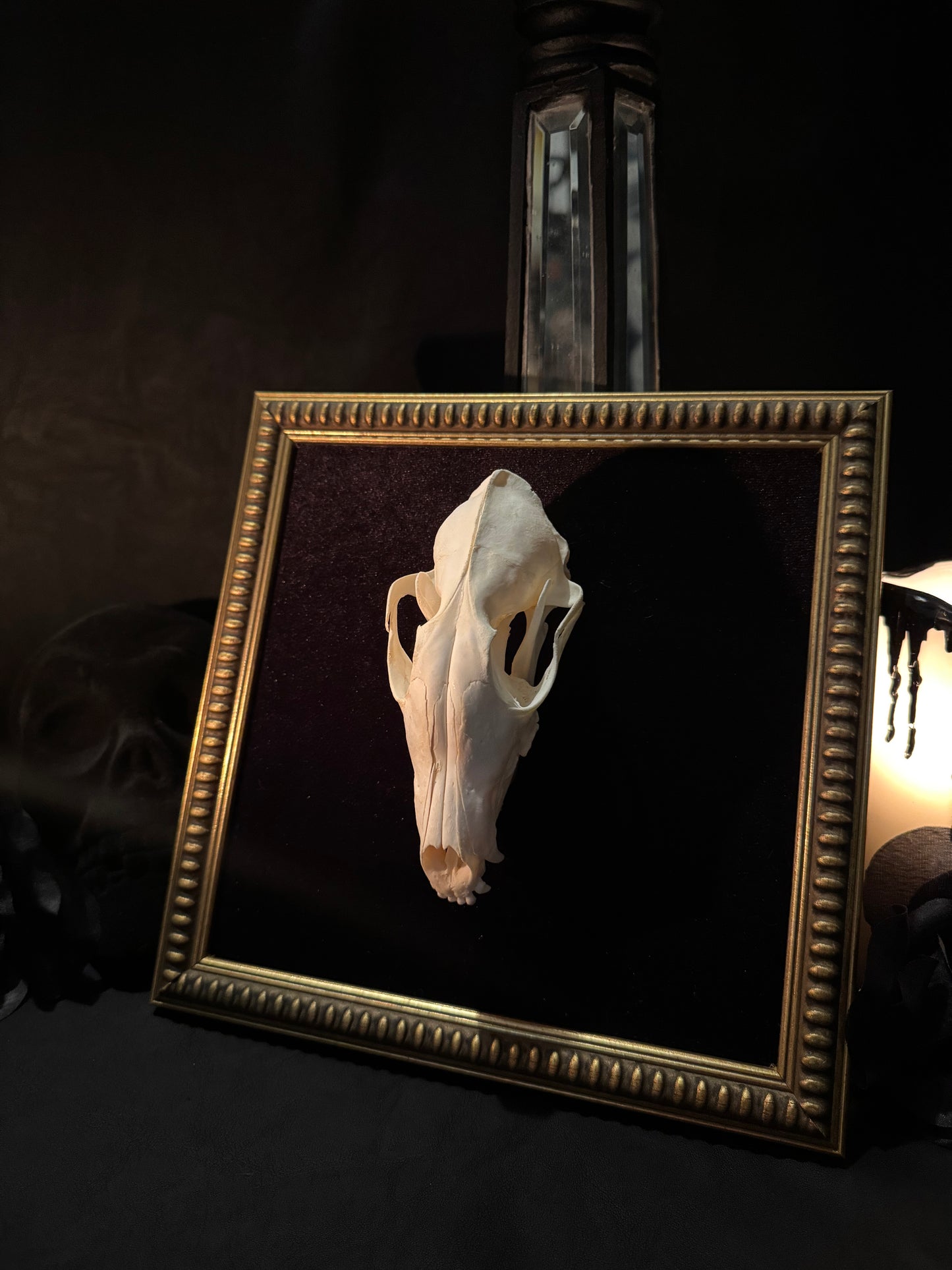 Framed Fox Skull