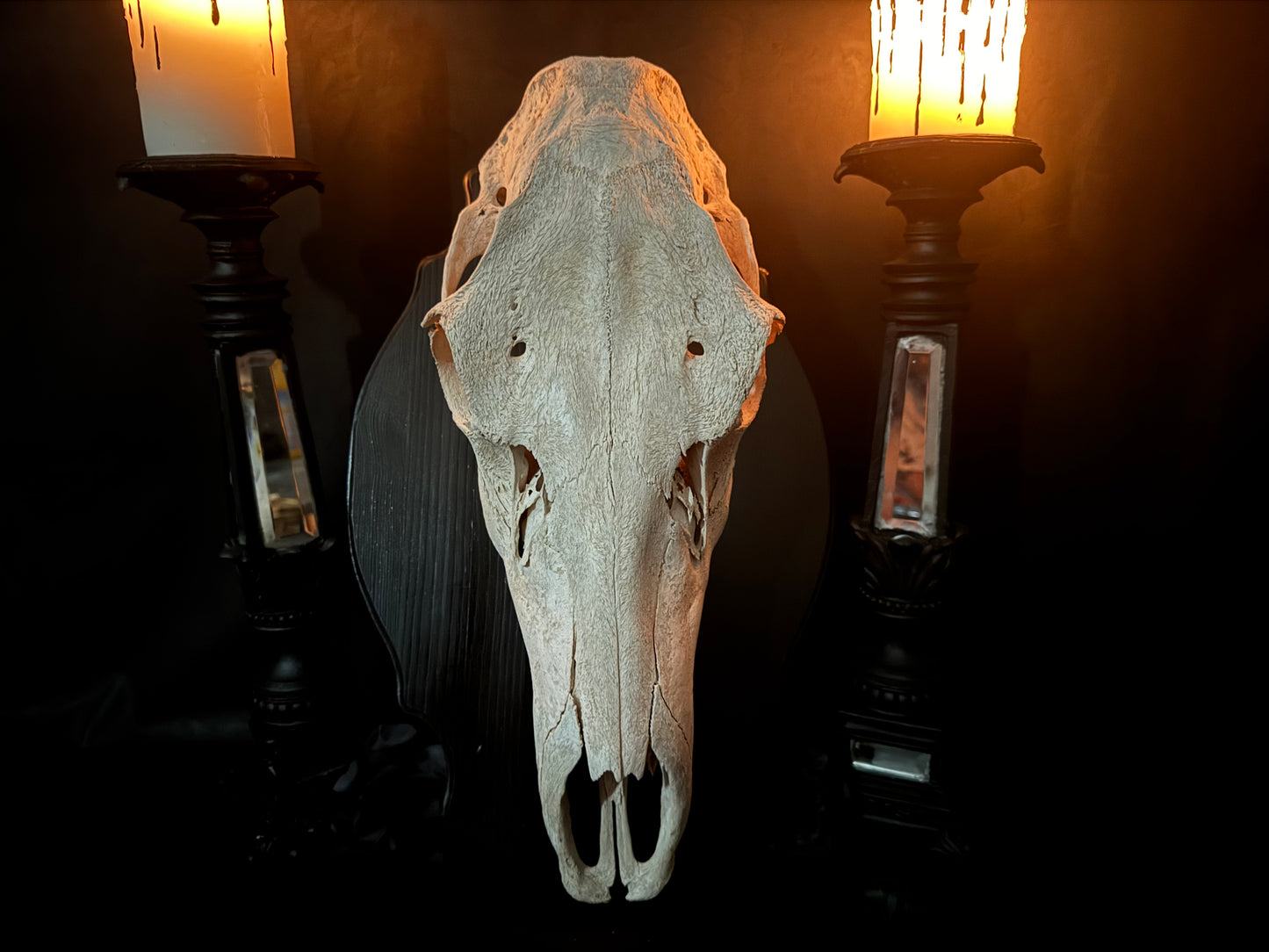 Cow Elk Skull