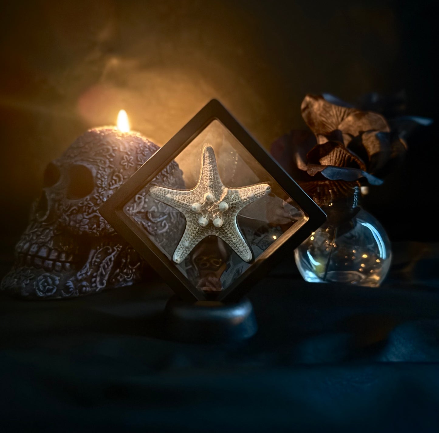 Large Starfish in Floating Frame