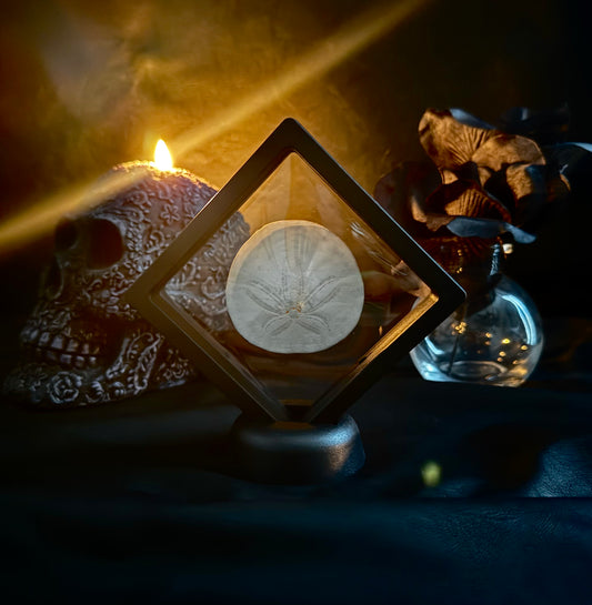 Sand Dollar Floating Frame #1