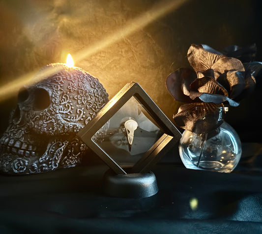 Small Bird Skull in Floating Frame