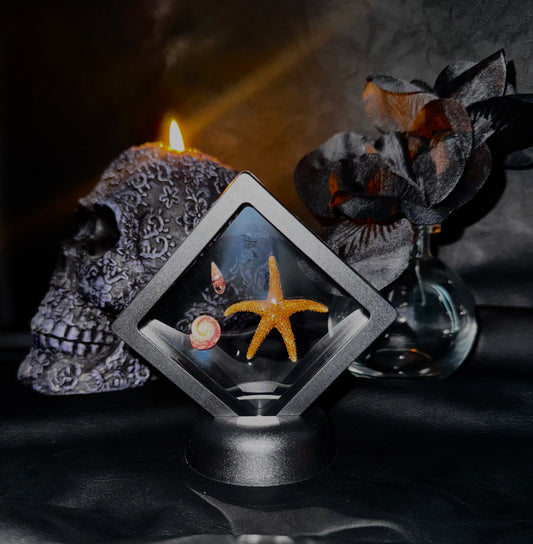 Small Sea Life Floating Frame #1