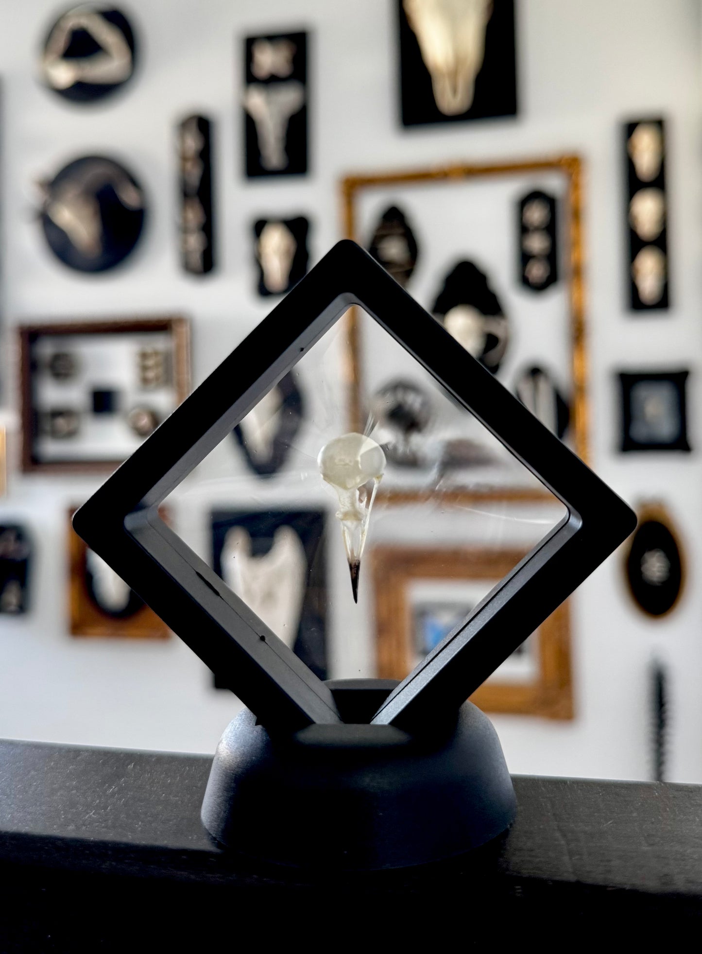 Small Bird Skull in Floating Frame