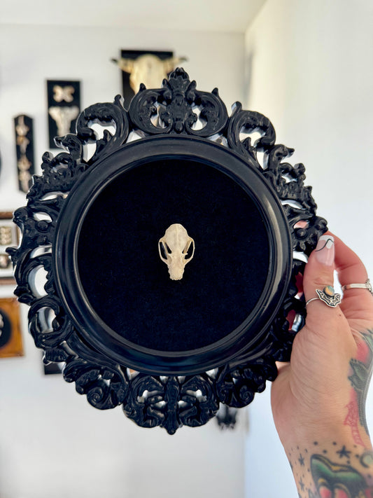 Framed Bat Skull on Velvet