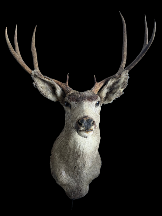 Deer Shoulder Mount